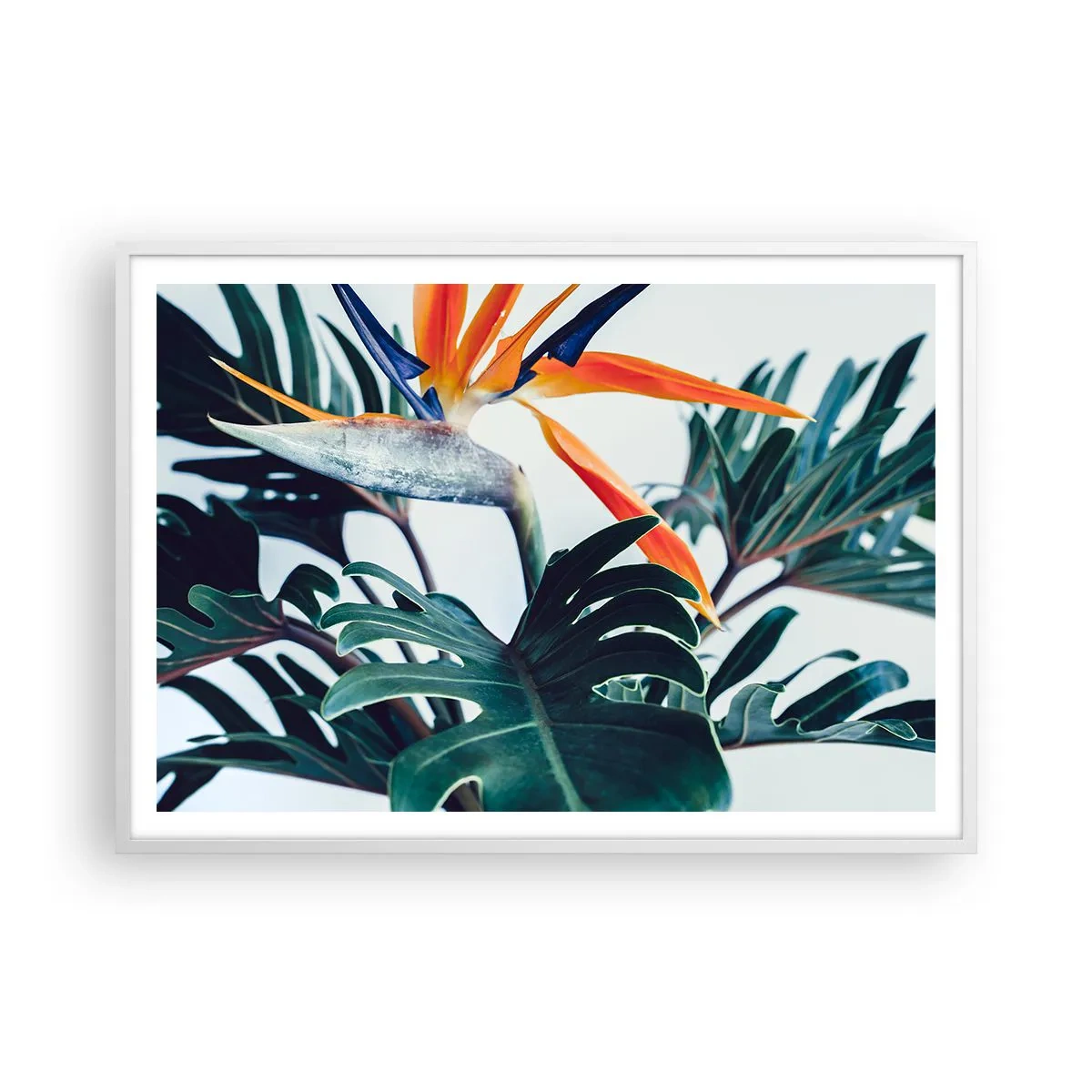 Poster in een witte lijst - Vogelstruik - 100x70 cm