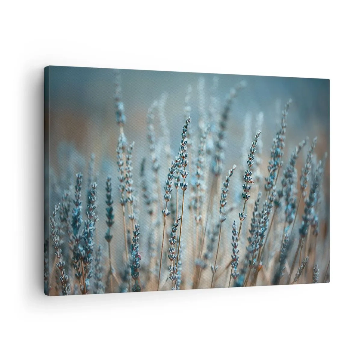 Schilderen op canvas - Lavendel in het veld in subtiele pasteltinten - 70x50cm - Geurig korenveld - Moderne wanddecoratie voor woonkamer en slaapkamer ARTTOR