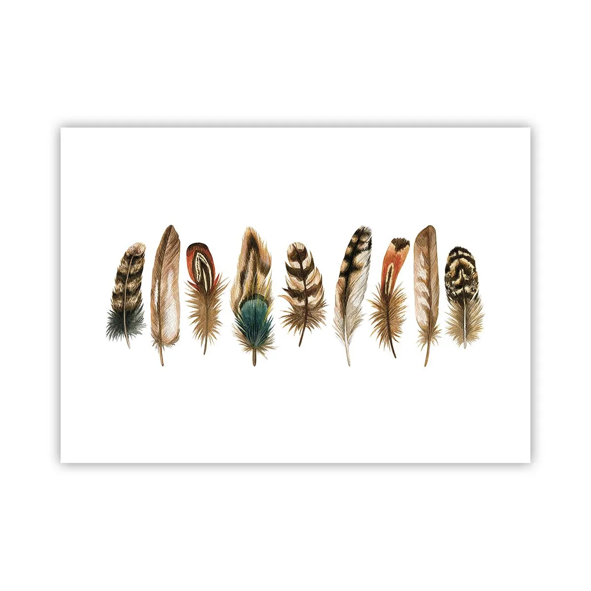 Poster - Een gevederde variatie - 70x50 cm