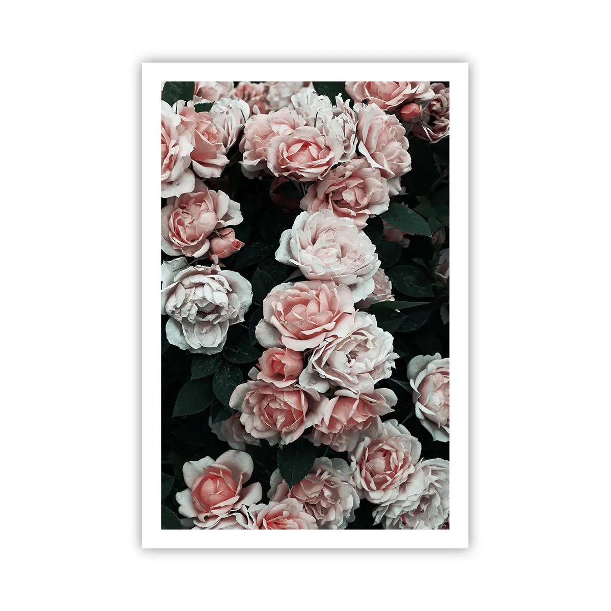 Poster - Rozen ensemble - 61x91 cm
