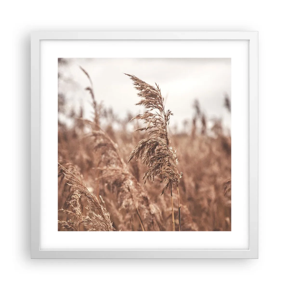 Poster in een witte lijst - Het is al herfst in de velden - 40x40 cm