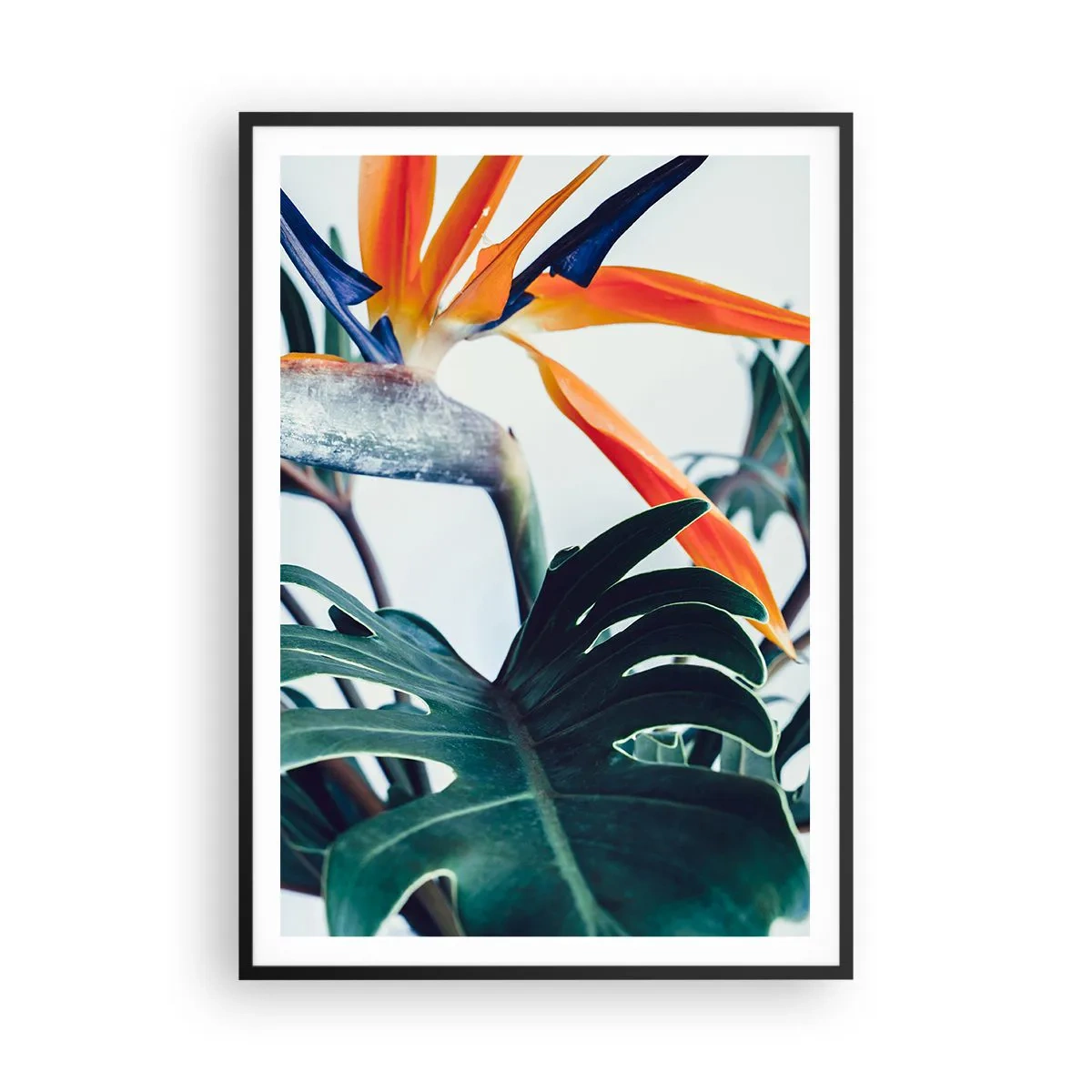 Poster in een zwarte lijst - Vogelstruik - 70x100 cm