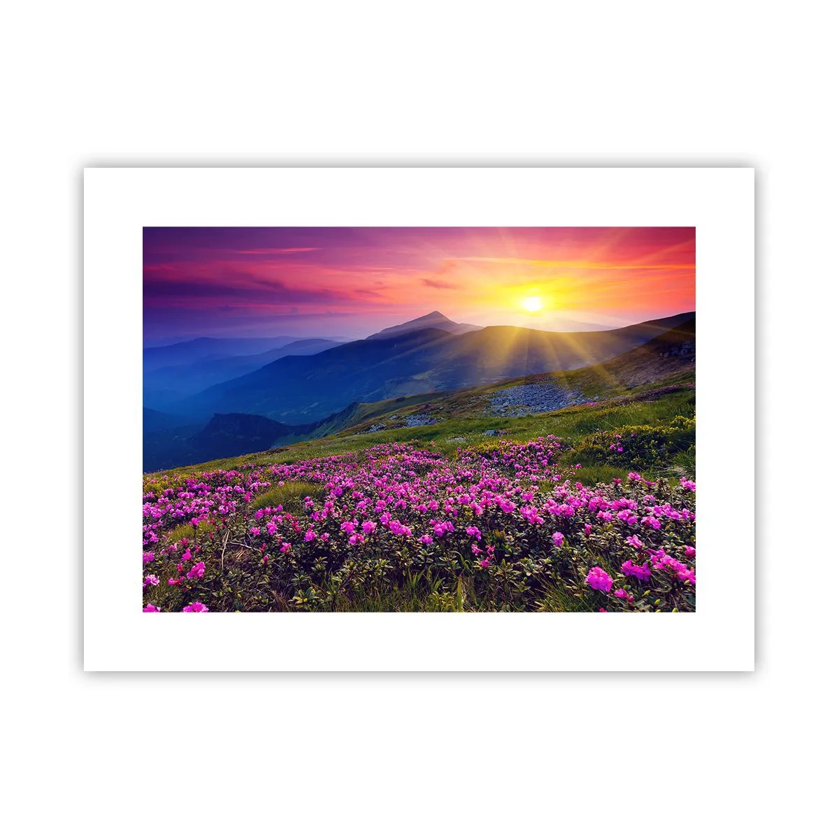 Poster - … En eromheen ruikt het naar bergdennen en de geur van kruiden - 40x30 cm