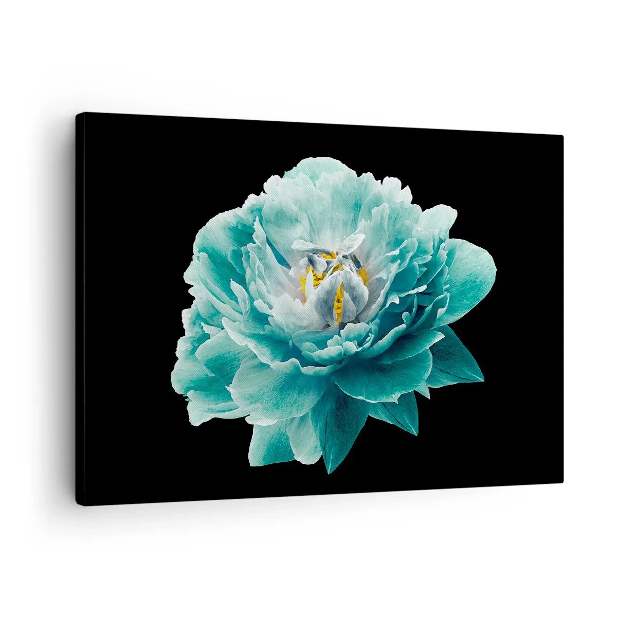 Schilderen op canvas - Turquoise pioenroos op een zwarte achtergrond - 70x50cm - Blauwe en gouden bloemblaadjes - Moderne wanddecoratie voor woonkamer en slaapkamer ARTTOR