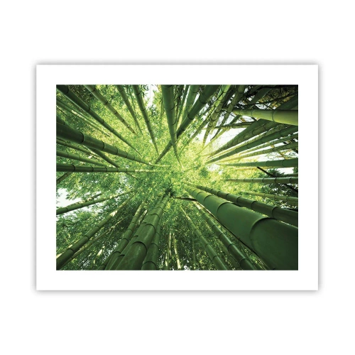 Poster - In een bamboebos - 50x40 cm