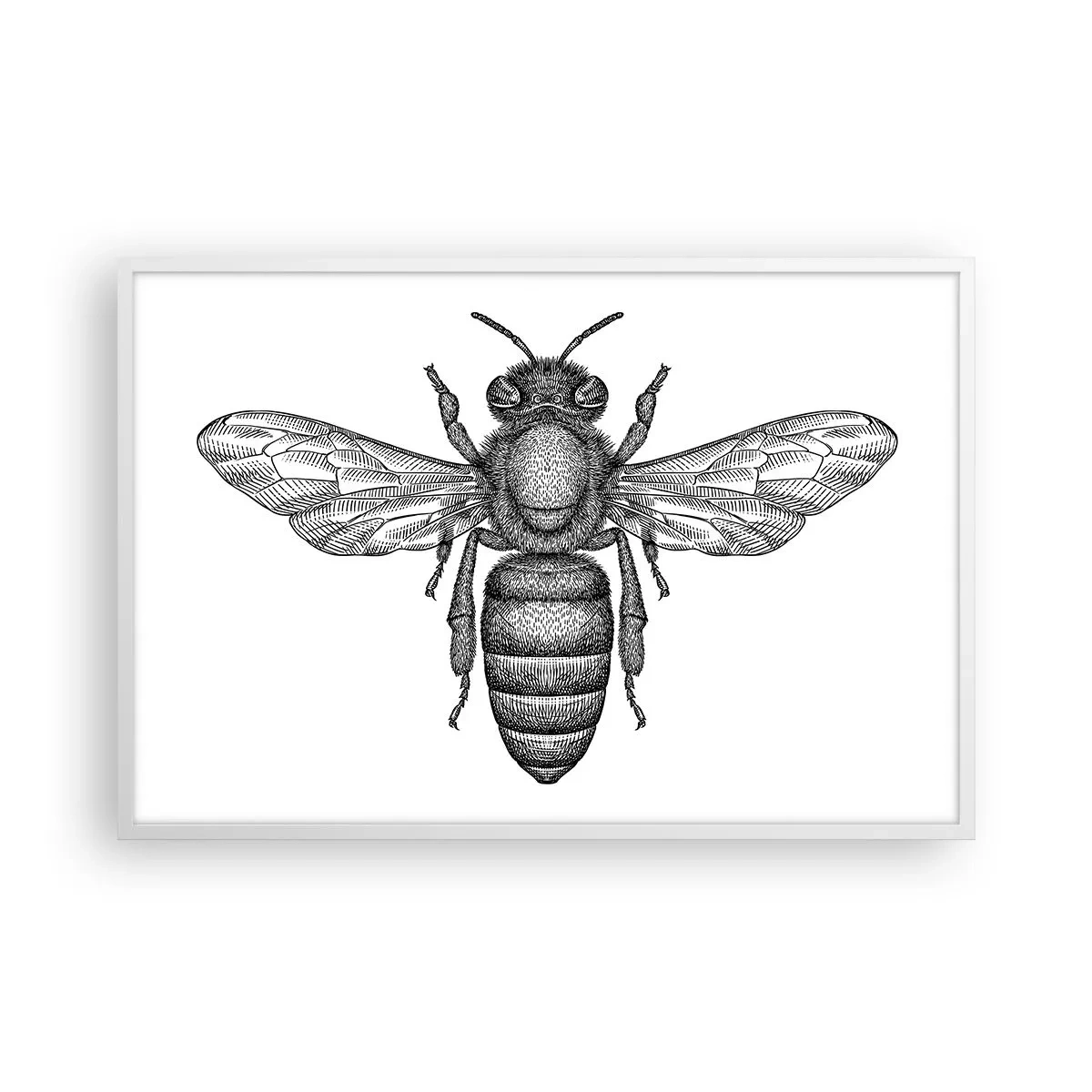 Poster in een witte lijst - Insectenportret - 91x61 cm