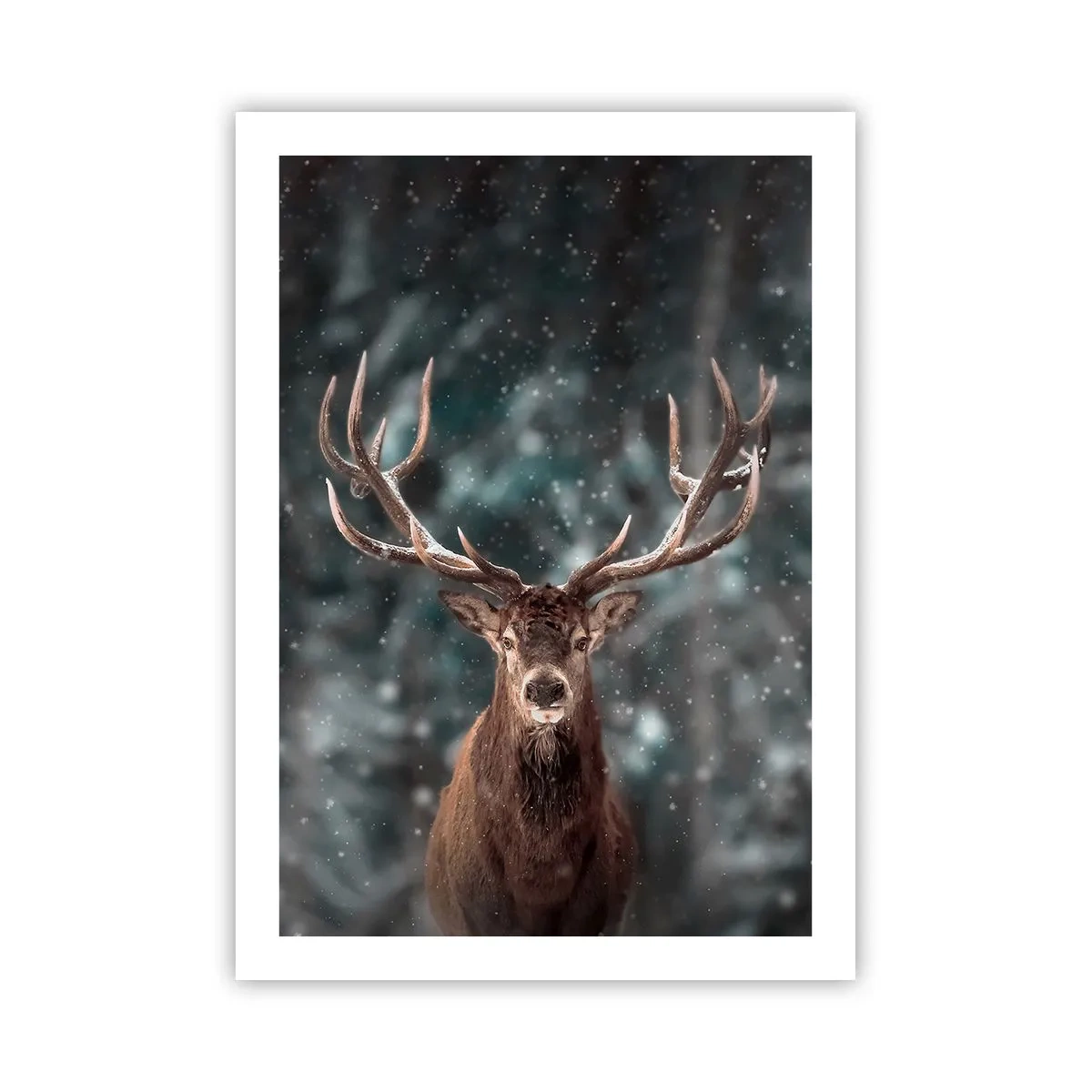 Poster - Gekroond tot koning van het bos - 50x70 cm