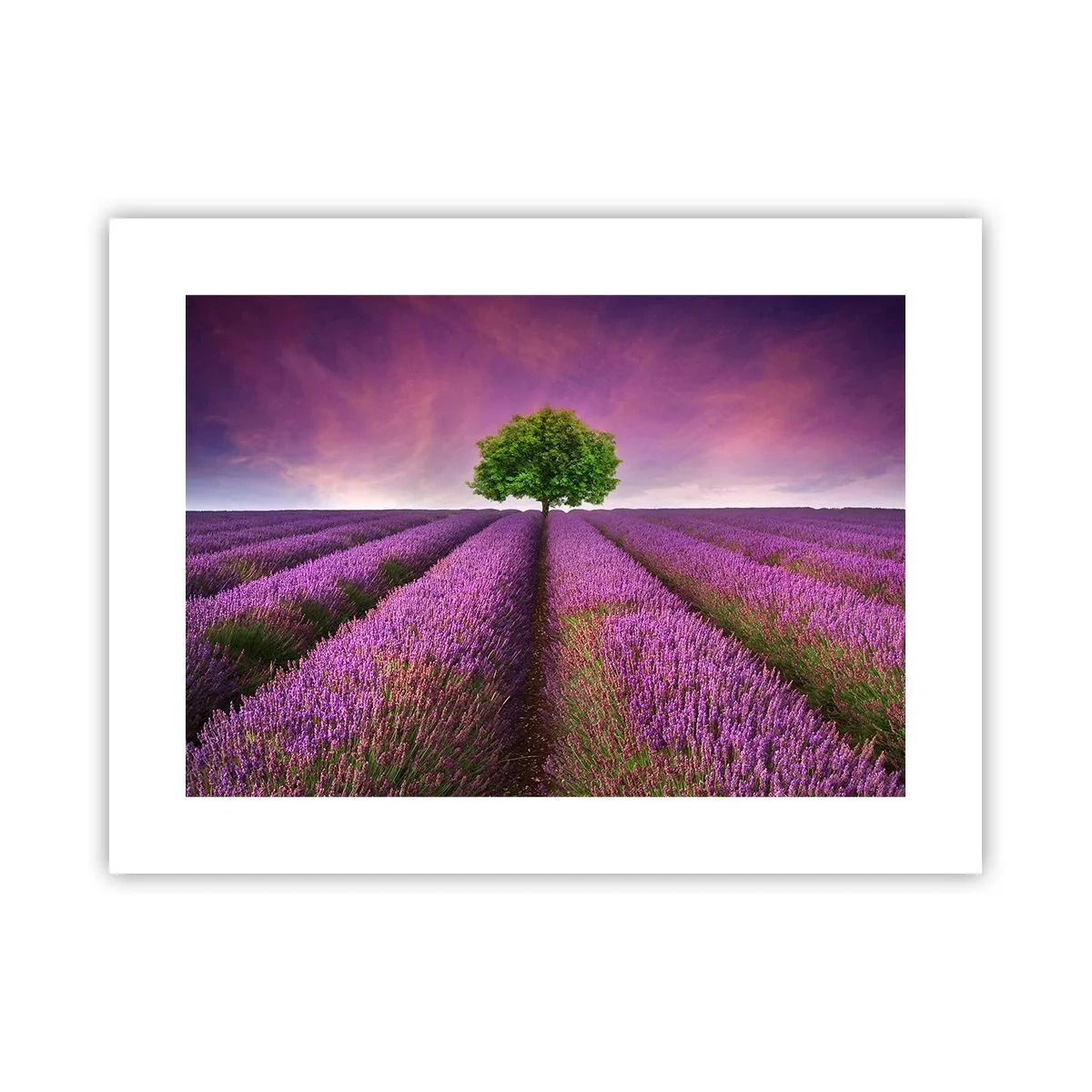 Poster - Op lavendelvelden - 40x30 cm