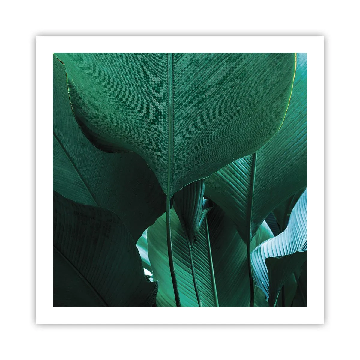 Poster - Naar het licht gekeerd - 60x60 cm