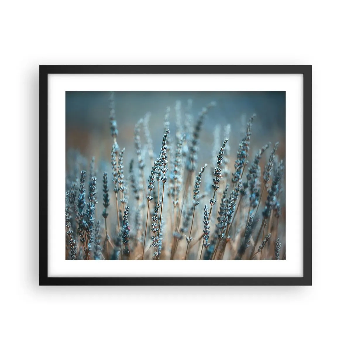 Poster in een zwarte lijst - Geurig korenveld - 50x40 cm