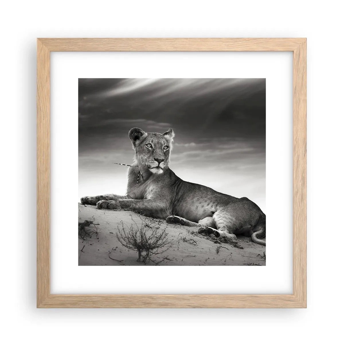 Een poster in een licht eiken lijst - De koningin van de woestijn rust - 30x30 cm