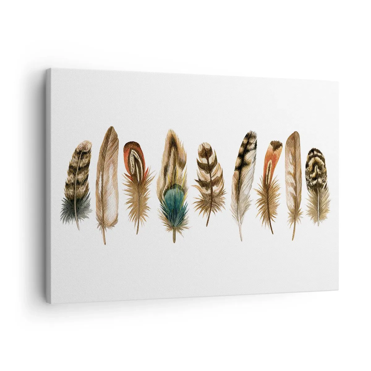 Schilderen op canvas - Decoratief motief van een verzameling van verschillende veren - 70x50cm - Een gevederde variatie - Moderne wanddecoratie voor woonkamer en slaapkamer ARTTOR