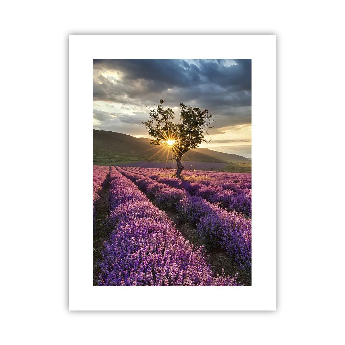 Poster - Lila gekleurd aroma - 30x40 cm