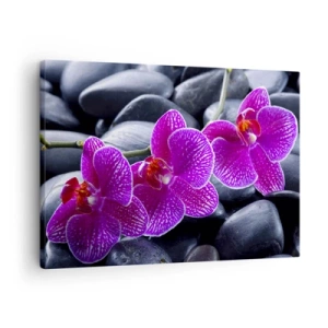Schilderen op canvas - Paarse orchideeën tegen een achtergrond van zwarte stenen - 70x50cm - De stenen gloeiden van verrukking - Moderne wanddecoratie voor woonkamer en slaapkamer ARTTOR