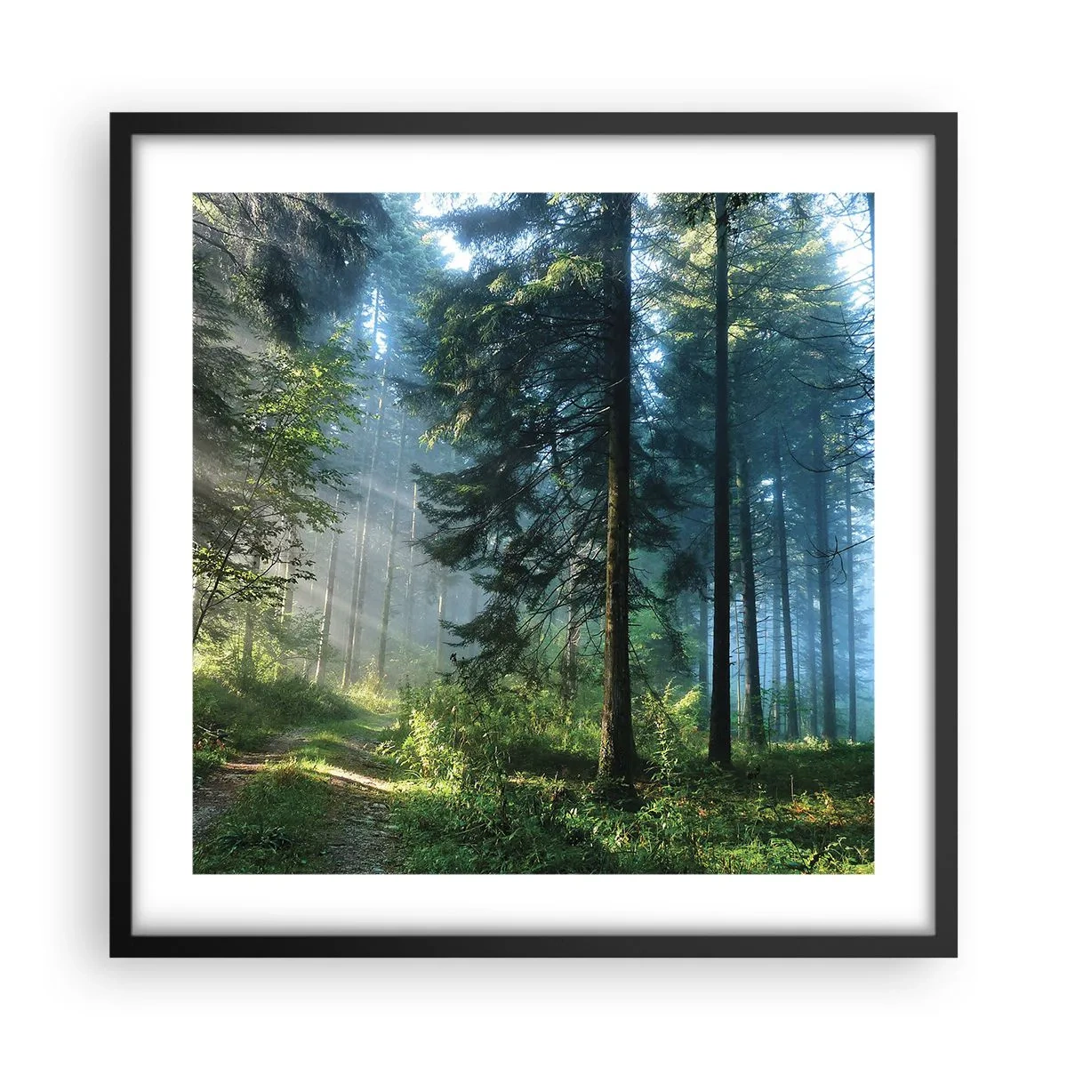 Poster in een zwarte lijst - Stralend in de ochtend - 50x50 cm