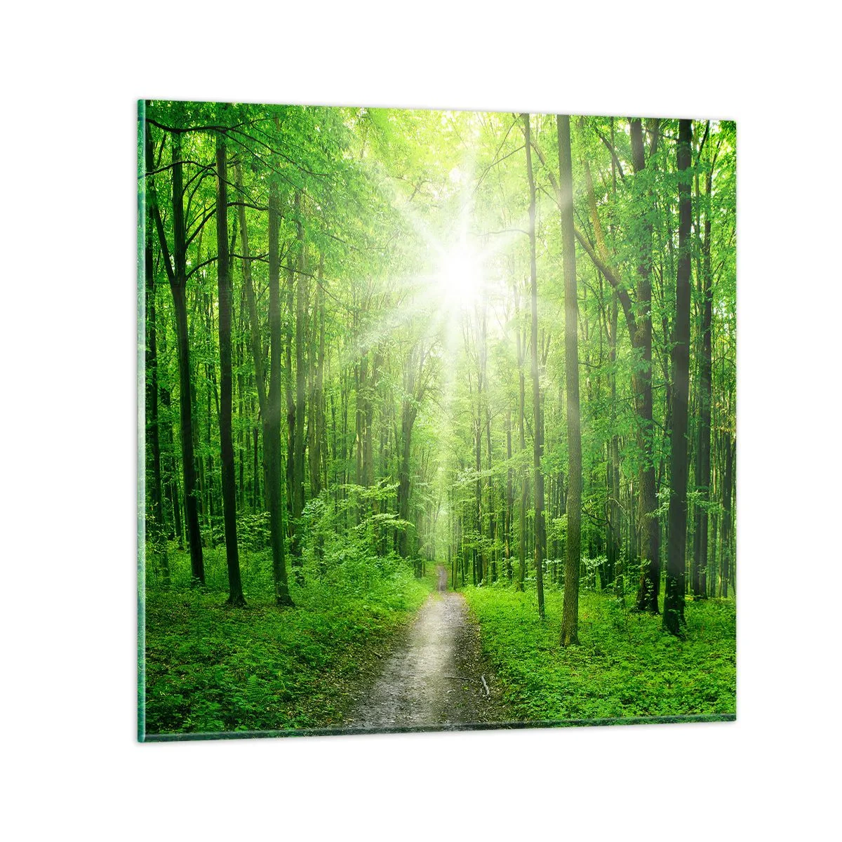 Schilderen op glas - De groene kathedraal - 50x50 cm