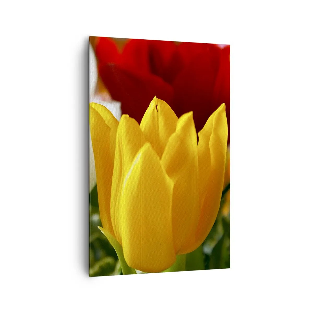 Schilderen op canvas - Tulpenkoorts - 80x120 cm