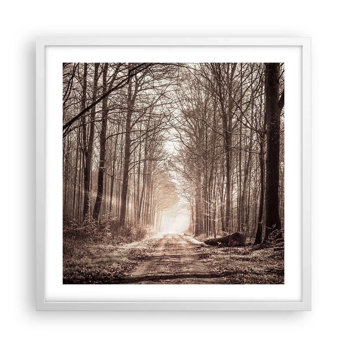 Poster in een witte lijst - Boskathedraal - 50x50 cm