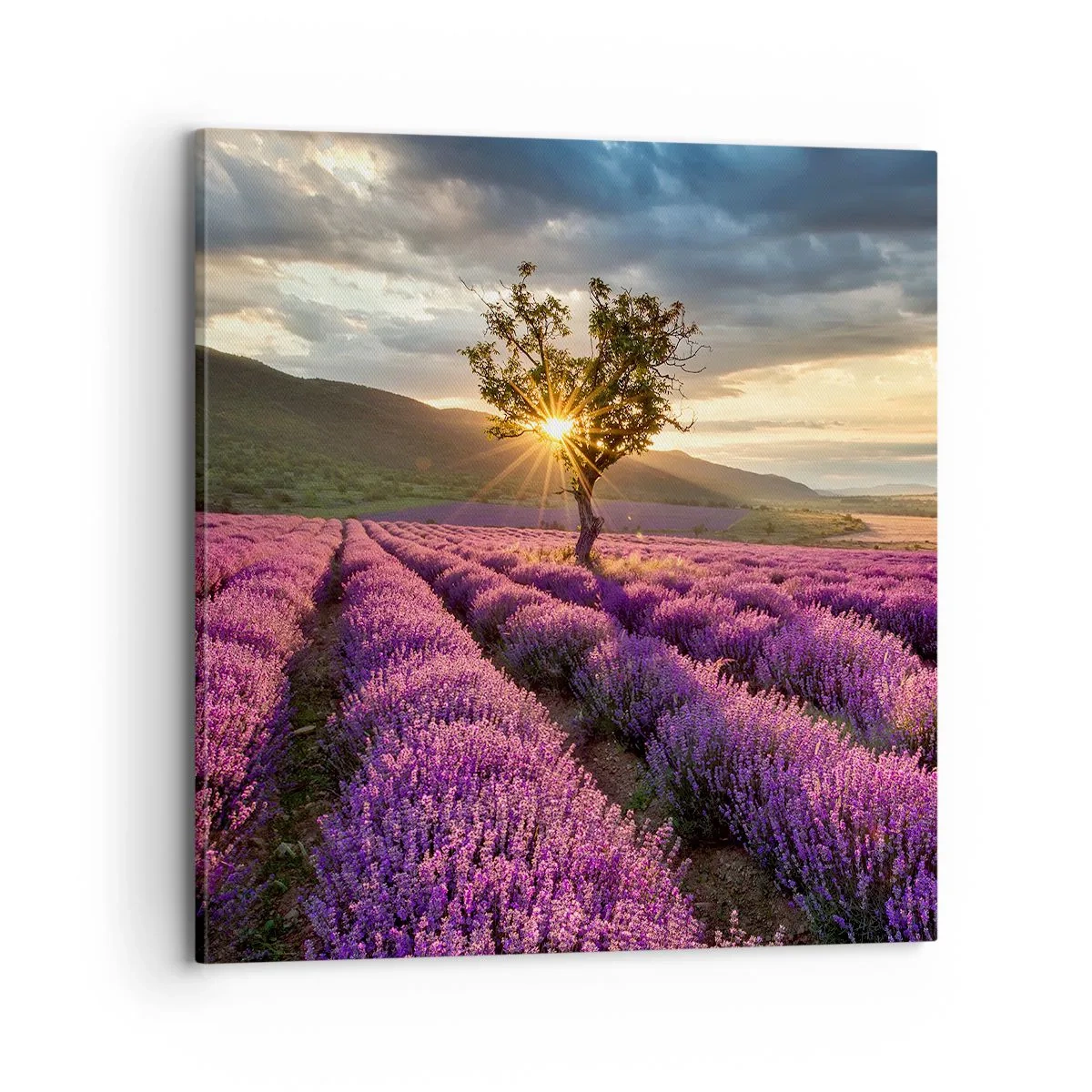 Schilderen op canvas - Lila gekleurd aroma - 70x70 cm