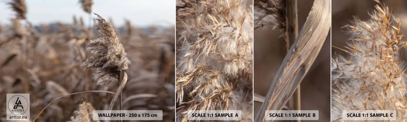 Fotobehang Staaltje Standard Eco - Tijd om met de wind mee te gaan - Wei, Pampagras, Natuur - 100x30 cm