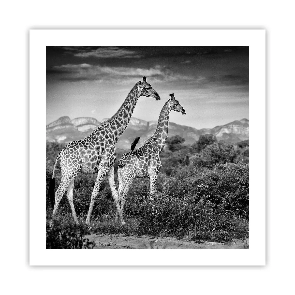 Poster - Hoge sferen in Afrika - 50x50 cm
