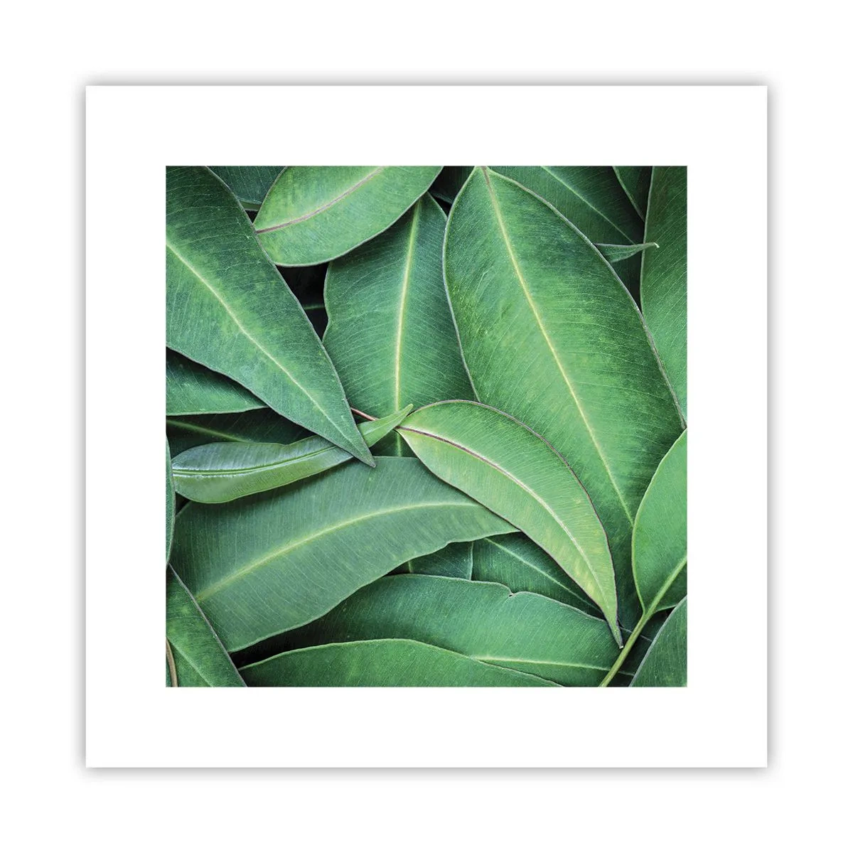 Poster - Sappig en fris - 30x30 cm