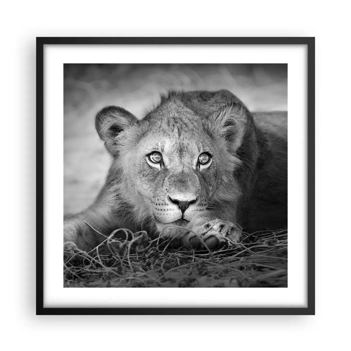 Poster in een zwarte lijst - Koninklijke puppy - 50x50 cm