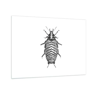 Schilderen op glas - Zwart-witillustratie van een insect op een witte achtergrond - 70x50cm - Wat een exemplaar! - Moderne wanddecoratie voor woonkamer en slaapkamer ARTTOR