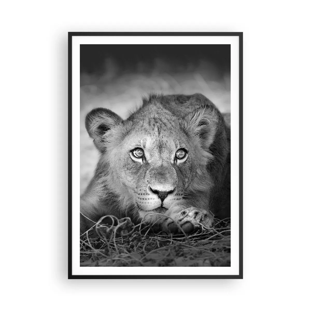 Poster in een zwarte lijst - Koninklijke puppy - 70x100 cm