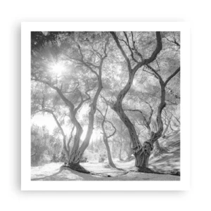 Poster - In de olijfboomgaard - 60x60 cm