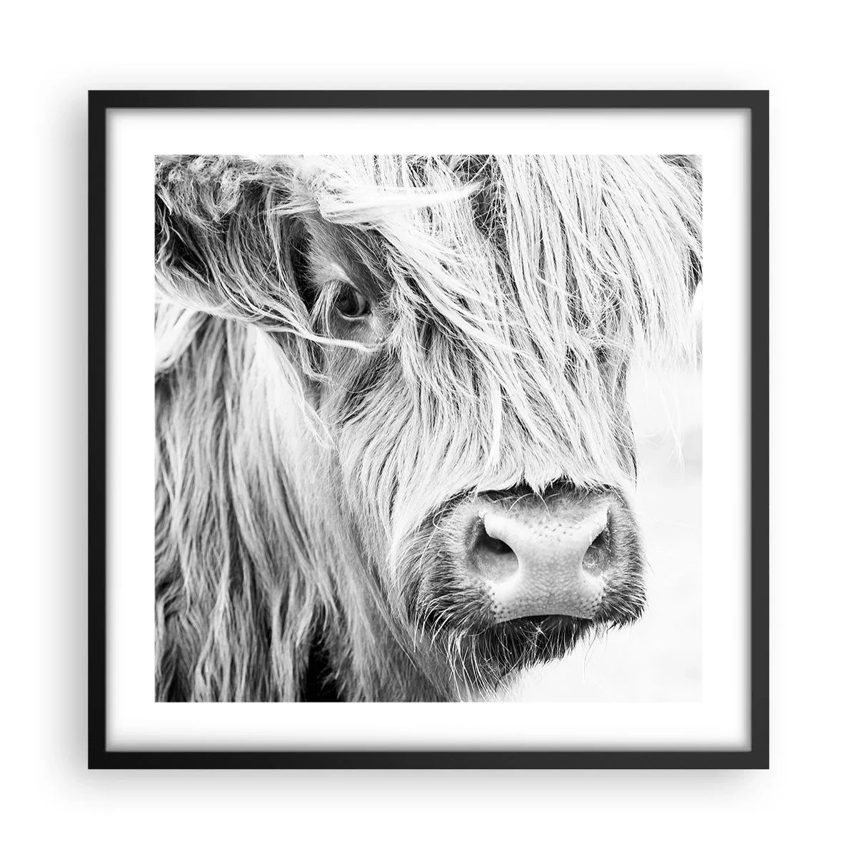 Poster in een zwarte lijst - Schotse wildheid - 50x50 cm