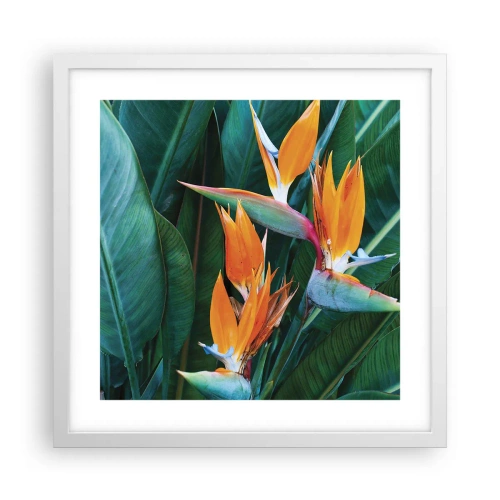 Poster in een witte lijst - Is het een bloem of is het een vogel? - 40x40 cm