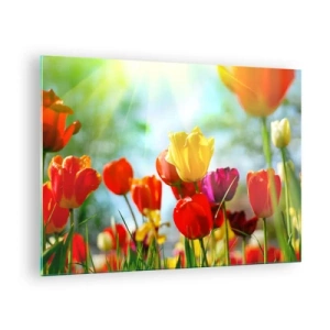 Schilderen op glas - Kleurrijke tulpen verlicht door de zonnestralen - 70x50cm - Alle kleuren van de zon - Moderne wanddecoratie voor woonkamer en slaapkamer ARTTOR