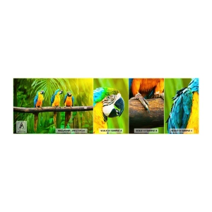 Fotobehang Monster Zelfklevend Deluxe Sticker - En heb je gehoord dat ze...? - Vogels, Papegaaien, Natuur - 100x30 cm
