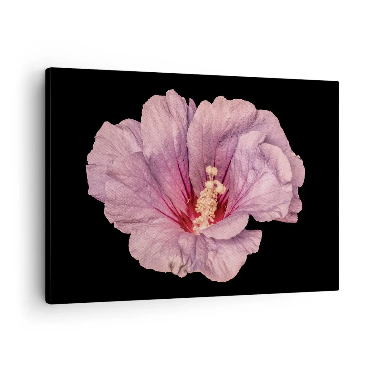 Schilderen op canvas - Roze bloem op een zwarte achtergrond - 70x50cm - Recht in het hart - Moderne wanddecoratie voor woonkamer en slaapkamer ARTTOR