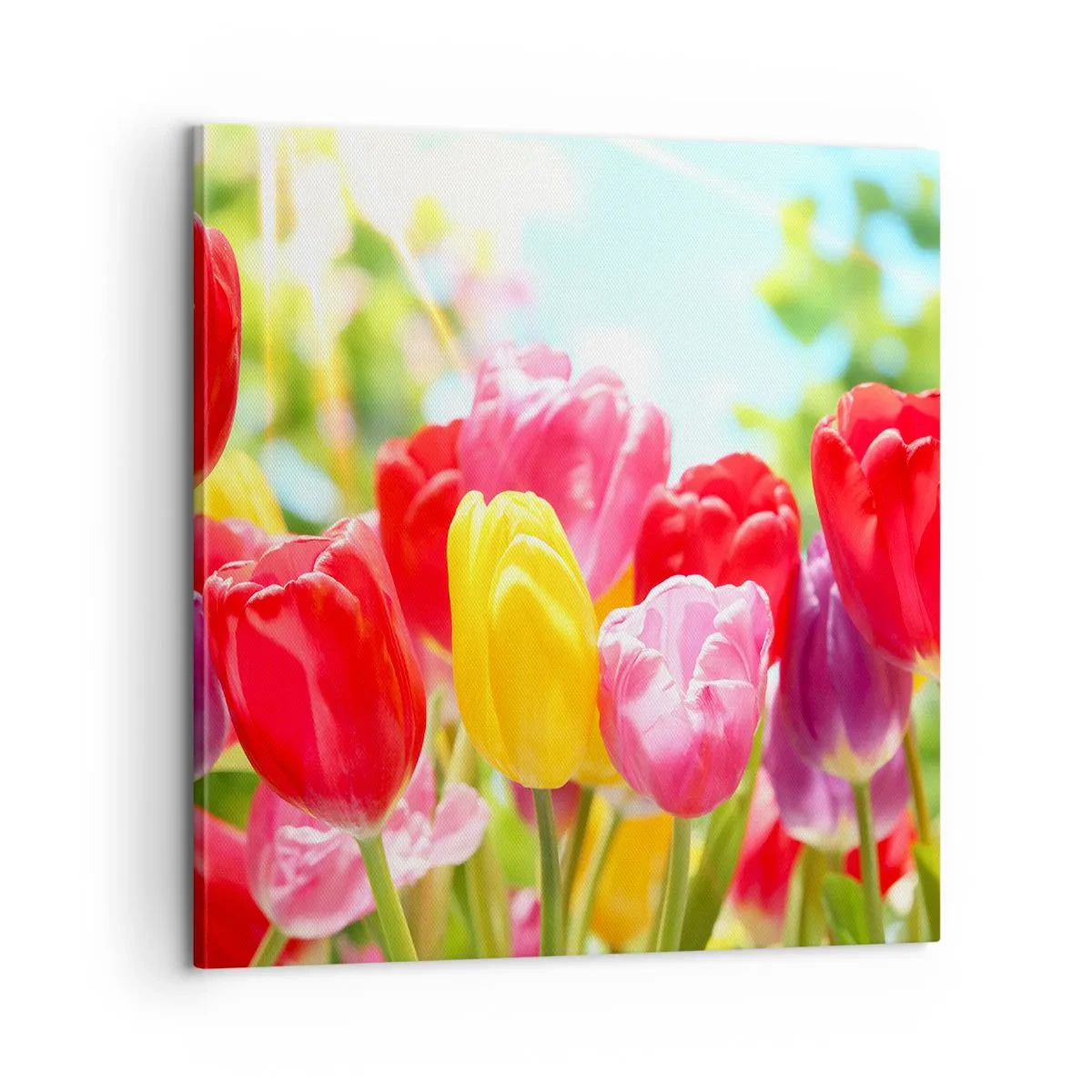 Schilderen op canvas - Dat zijn wij, de kleuren van mei! - 60x60 cm