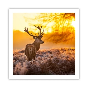 Poster - Koning van het herfstbos - 60x60 cm