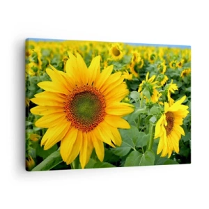 Schilderen op canvas - Een veld zonnebloemen met gele bloemen tegen een achtergrond van groene bladeren - 70x50cm - Honderden zonnen vlamden op - Moderne wanddecoratie voor woonkamer en slaapkamer ARTTOR