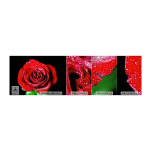 Fotobehang Monster Premium Canvas - Dit is liefde - Bloemen, Rode roos, Rozenblaadjes - 100x30 cm