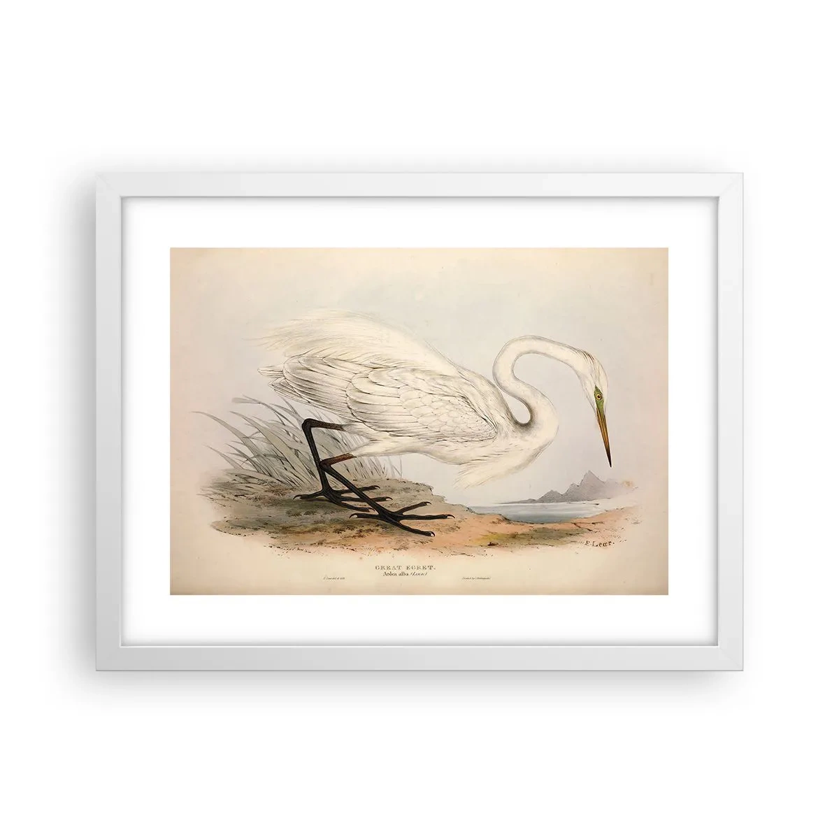 Poster in een witte lijst - Dame op de biezen - 40x30 cm