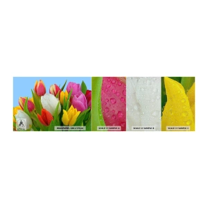 Fotobehang Monster Premium Canvas - Een bloemenregenboog in dauwdruppels - Tulpen, Bloemen, Boeket bloemen - 100x30 cm