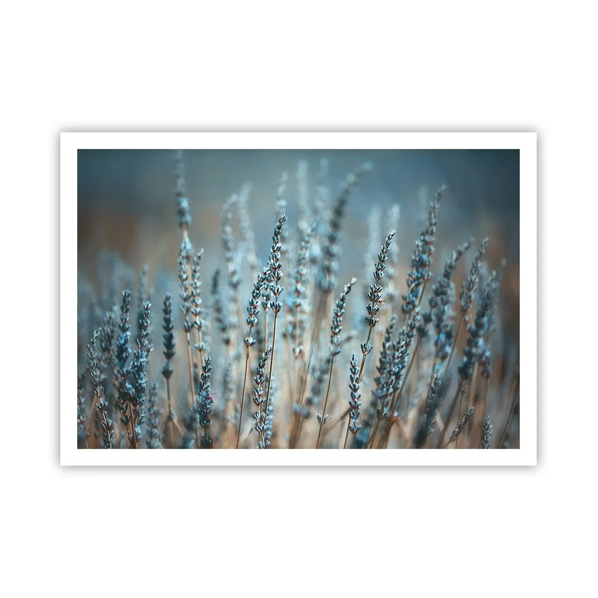 Poster - Geurig korenveld - 100x70 cm