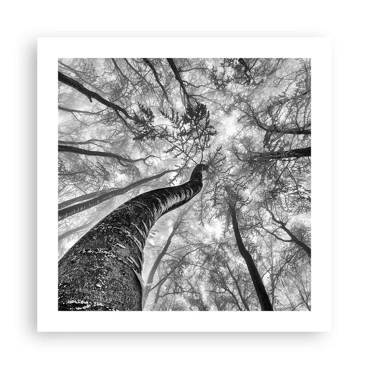 Poster - Race naar het licht - 50x50 cm