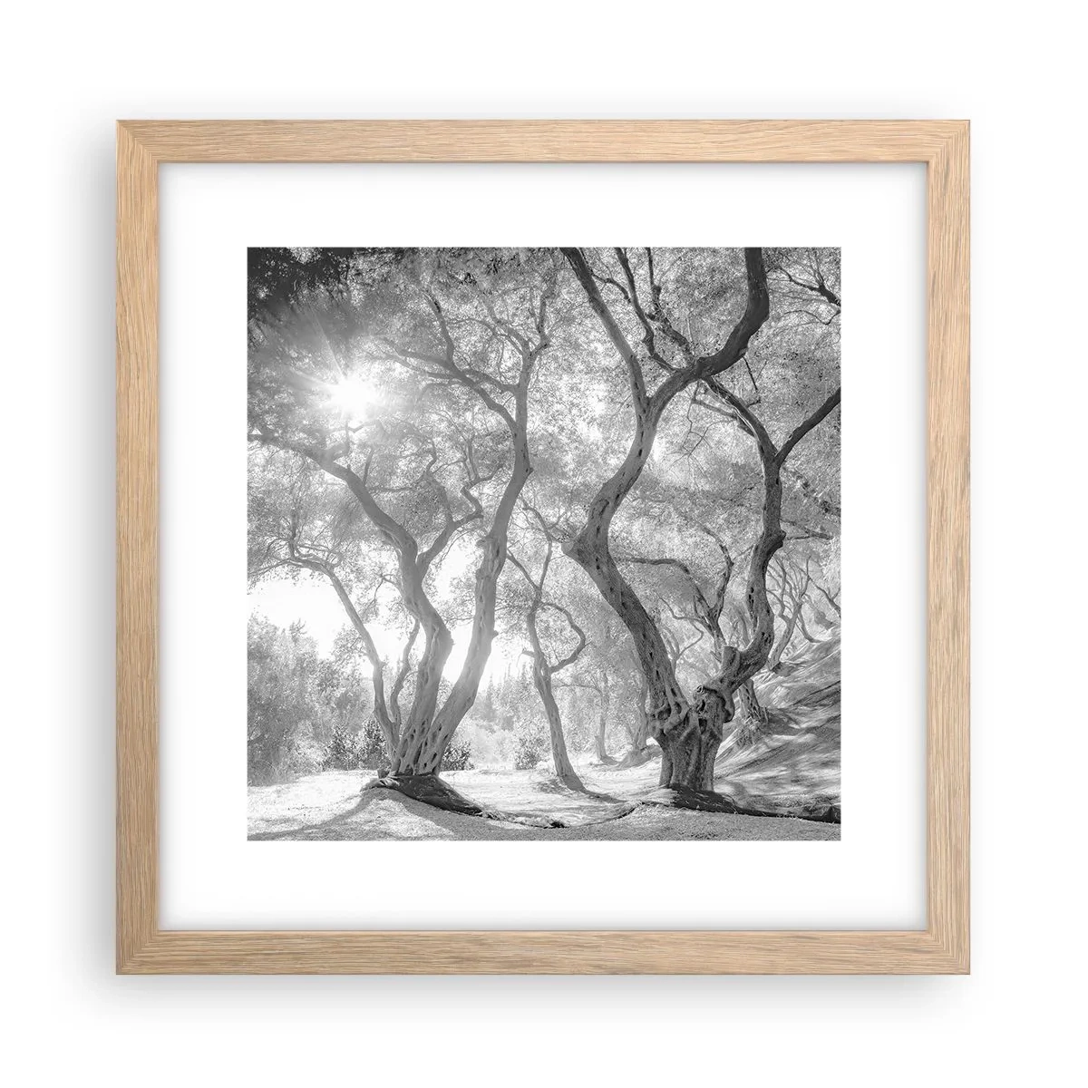 Een poster in een licht eiken lijst - In de olijfboomgaard - 30x30 cm
