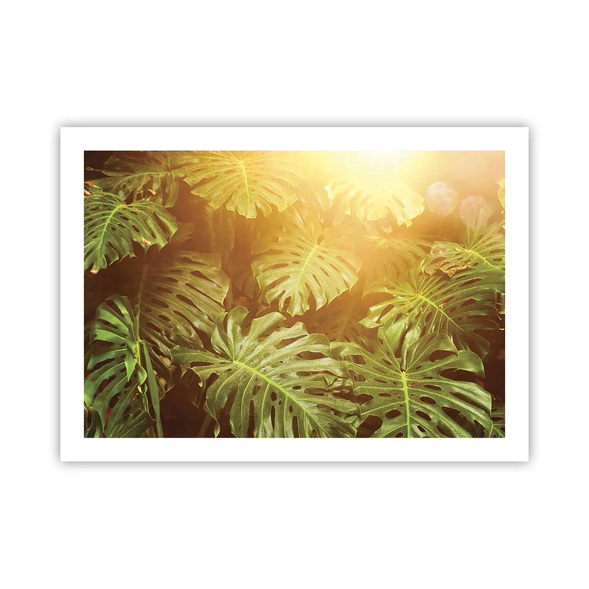 Poster - In het groen treden... - 70x50 cm