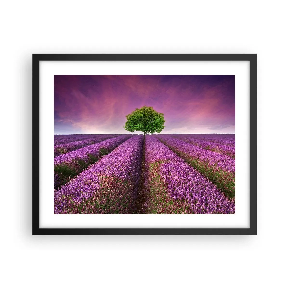 Poster in een zwarte lijst - Op lavendelvelden - 50x40 cm