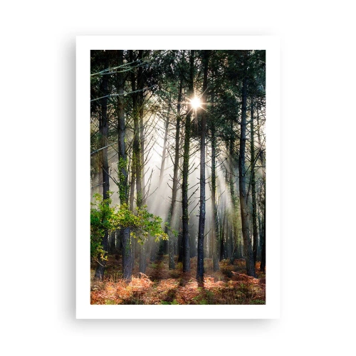 Poster - Heilige bosplek - 50x70 cm