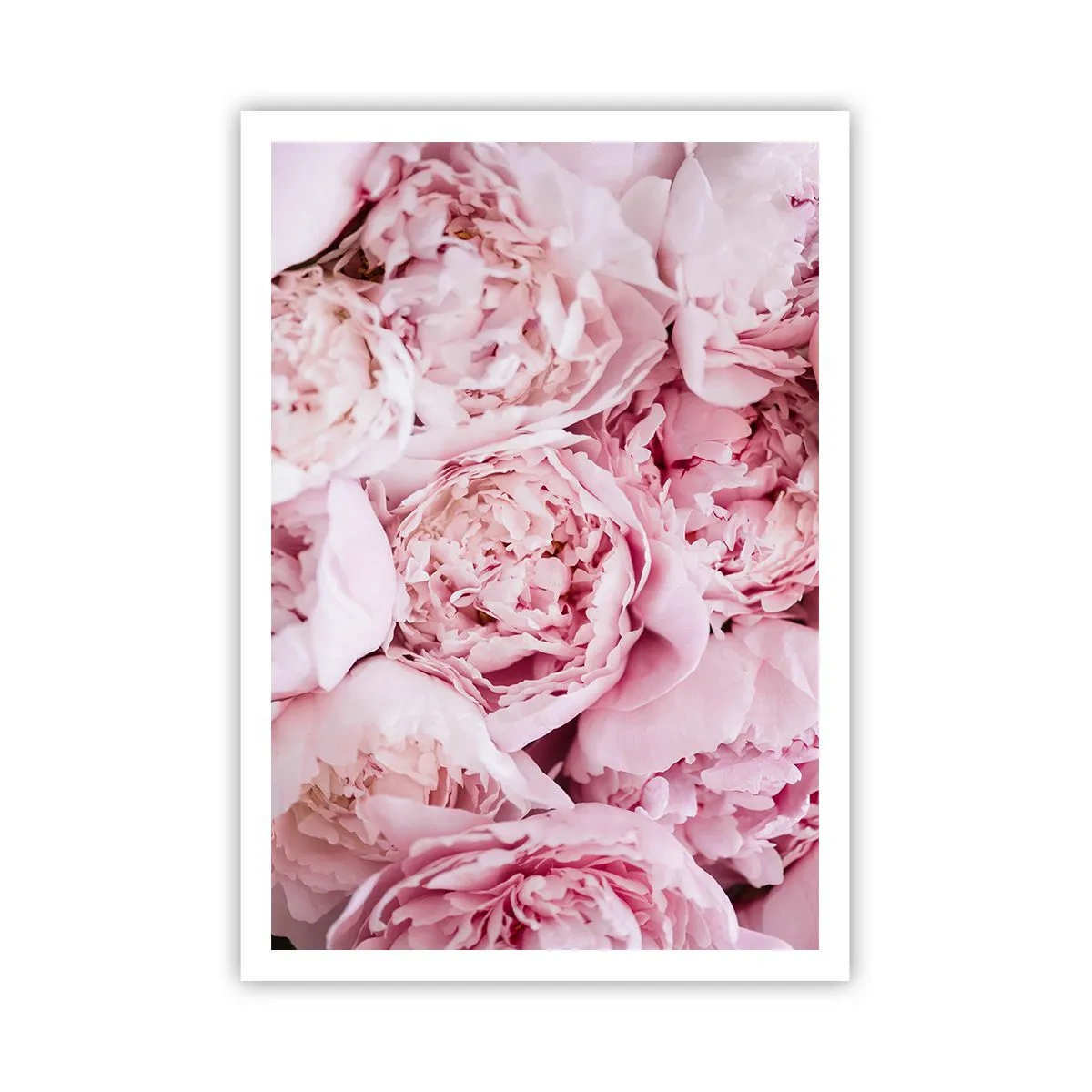 Poster - Knuffelend en geurig - 70x100 cm