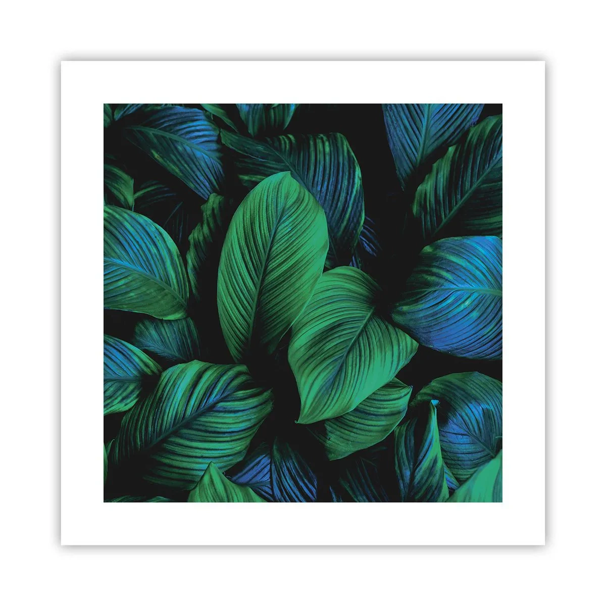 Poster - In de groene menigte - 40x40 cm