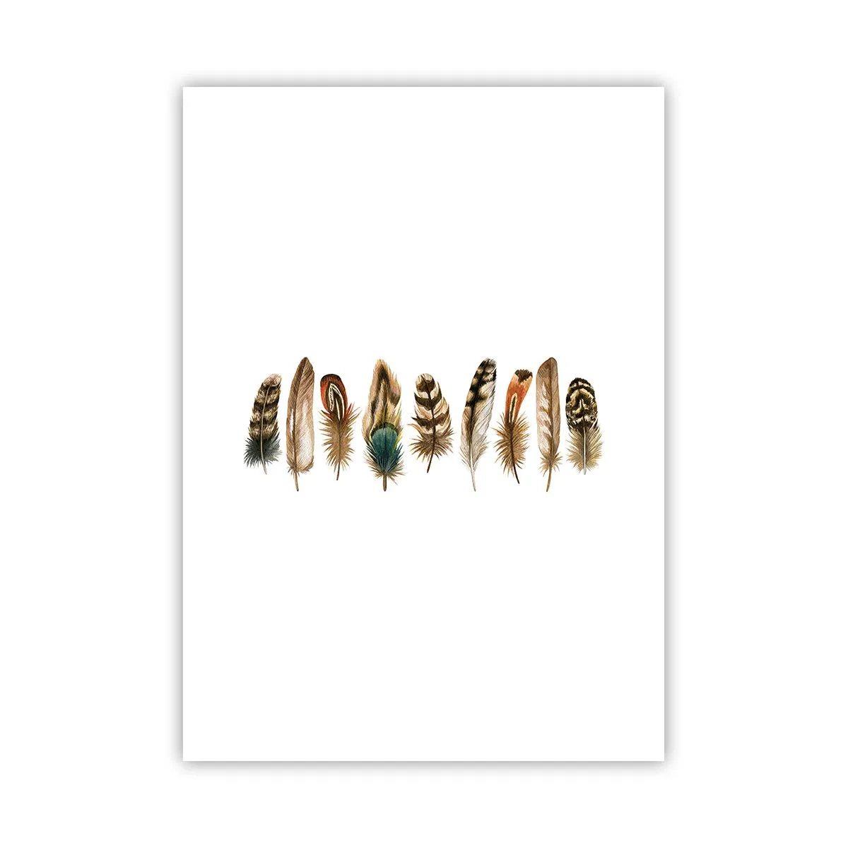 Poster - Een gevederde variatie - 50x70 cm
